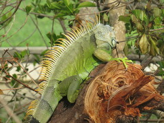 Iguana iguana