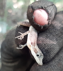 Anolis rodriguezii