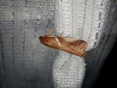 Acrobasis ferruginella