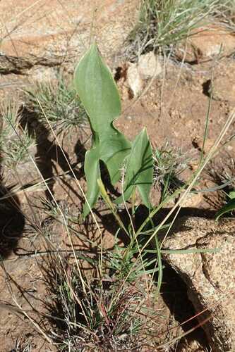 Image of Bushveld Arum (Stylochaeton natalense) by no rights reserved