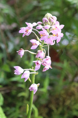 Spathoglottis pacifica