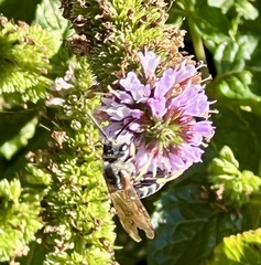 Halictus farinosus