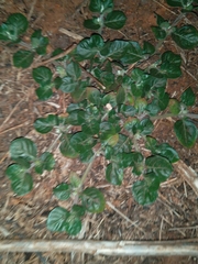 Alternanthera pungens