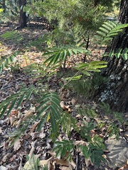 Albizia julibrissin