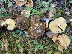 Lentinus brumalis