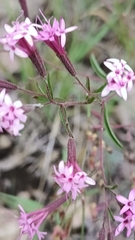 Stevia viscida