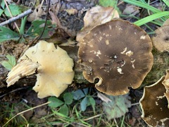 Lentinus brumalis