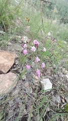Stevia viscida