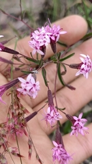 Stevia viscida