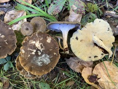 Lentinus brumalis