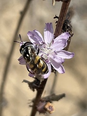 Copestylum marginatum