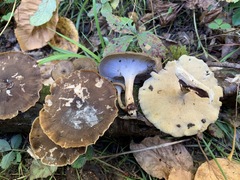 Lentinus brumalis