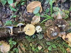 Lentinus brumalis