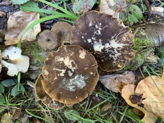 Lentinus brumalis