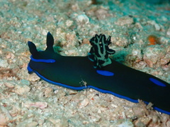 Tambja morosa