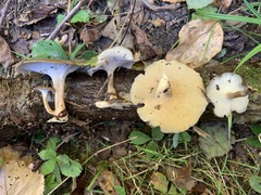 Lentinus brumalis