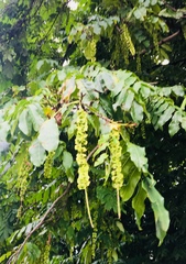 Pterocarya