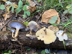 Lentinus brumalis