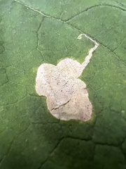 Amauromyza pleuralis