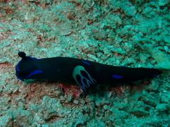 Tambja morosa