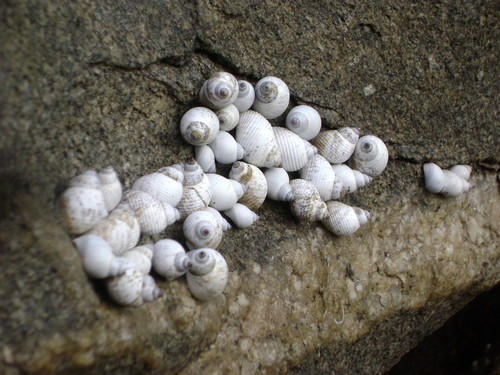 Echinolittorina modesta