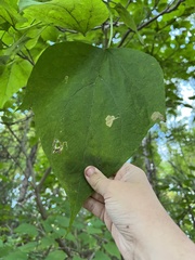 Amauromyza pleuralis