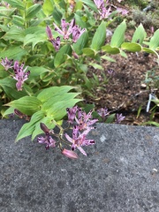 Tricyrtis