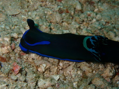 Tambja morosa