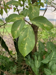 Celtis tetrandra
