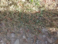 Spergularia rubra