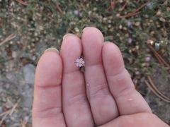 Spergularia rubra