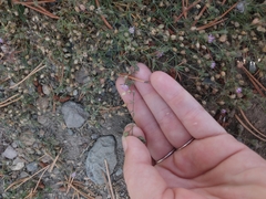 Spergularia rubra