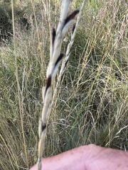 Thinopyrum intermedium