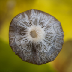 Psathyrella bipellis