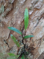 Microsorum pustulatum pustulatum