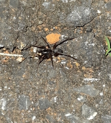 Corinnidae