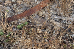 Panicum philadelphicum philadelphicum