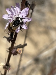 Copestylum marginatum