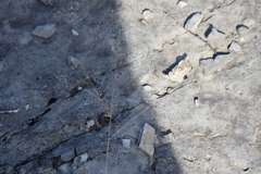 Panicum philadelphicum philadelphicum