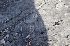 Panicum philadelphicum philadelphicum