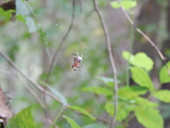 Araneidae