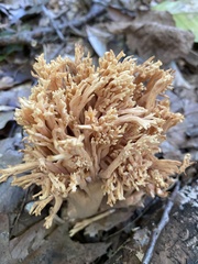 Ramaria formosa