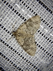 Acasis viretata