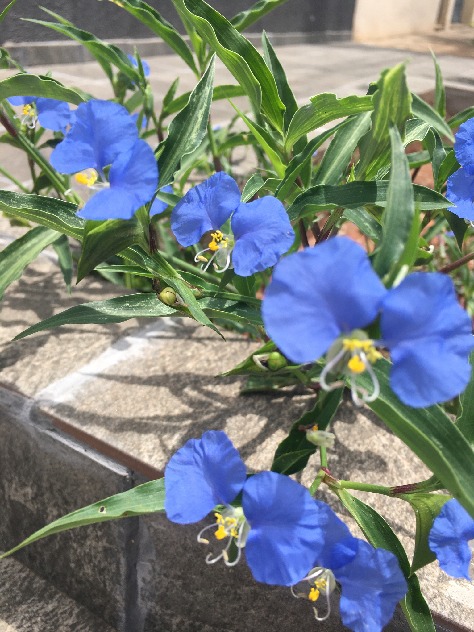 Commelina erecta
