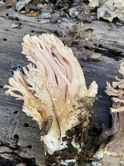Ramaria formosa