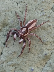 Menemerus bivittatus