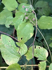 Smilax herbacea