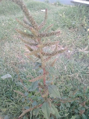 Amaranthus