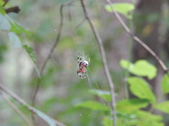 Araneidae