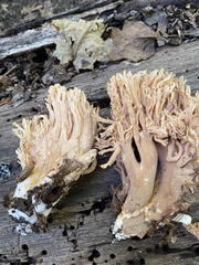 Ramaria formosa